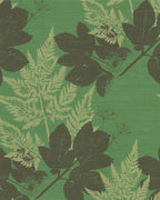 Alexanders Parsley – Roman Celery