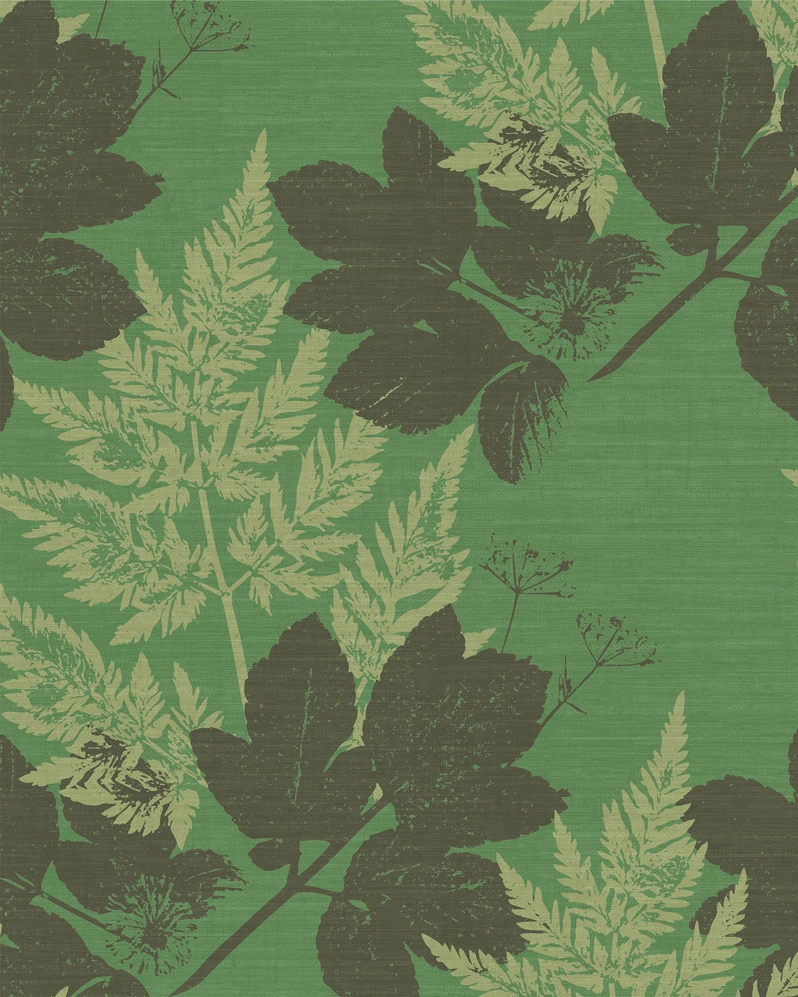 Alexanders Parsley – Roman Celery