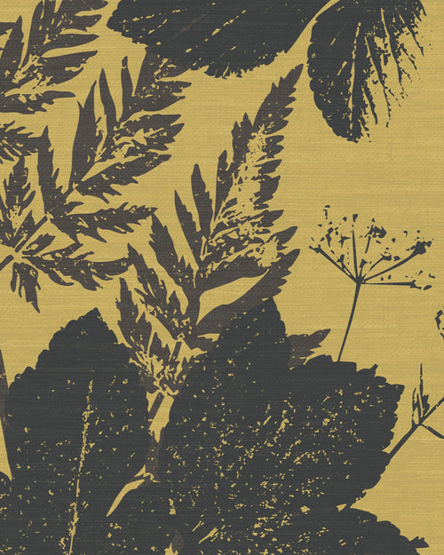 Alexanders Parsley – Black Lovage