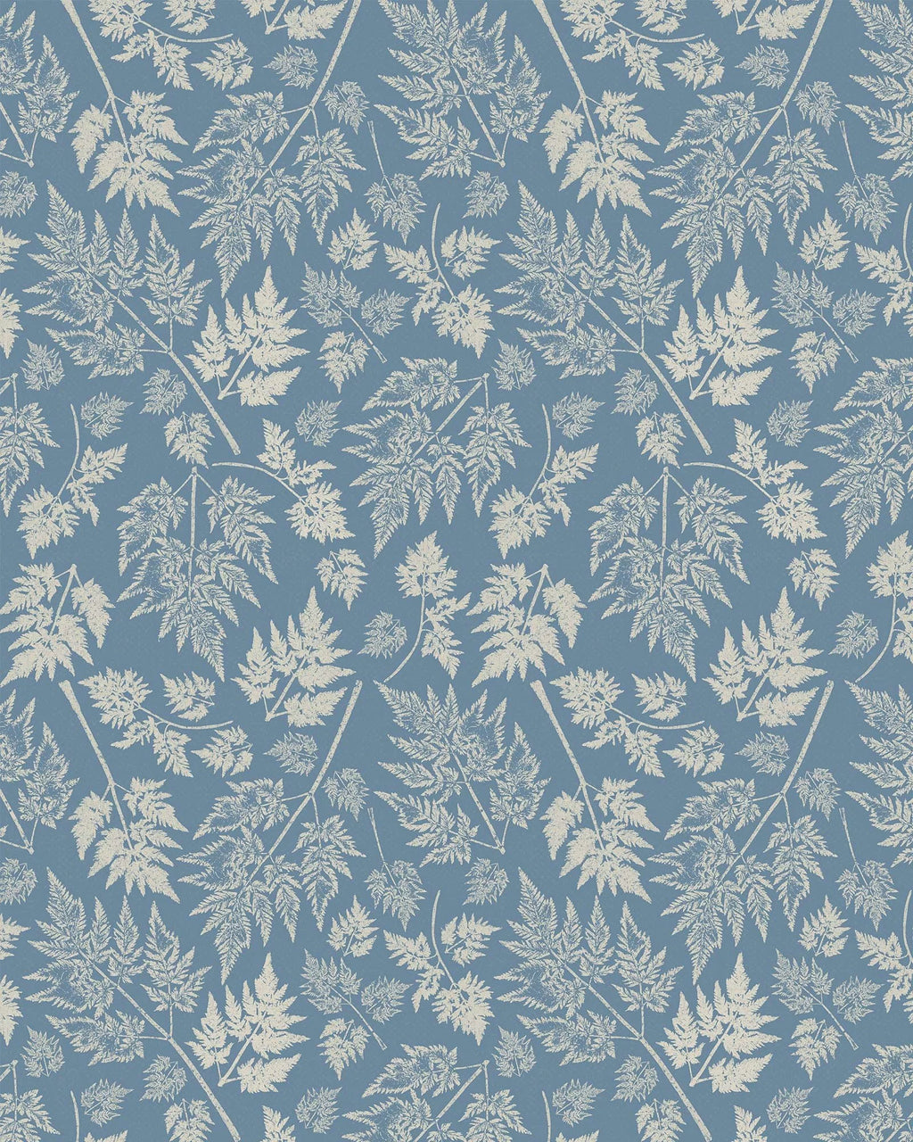 Parsley – Queen Anne's Lace