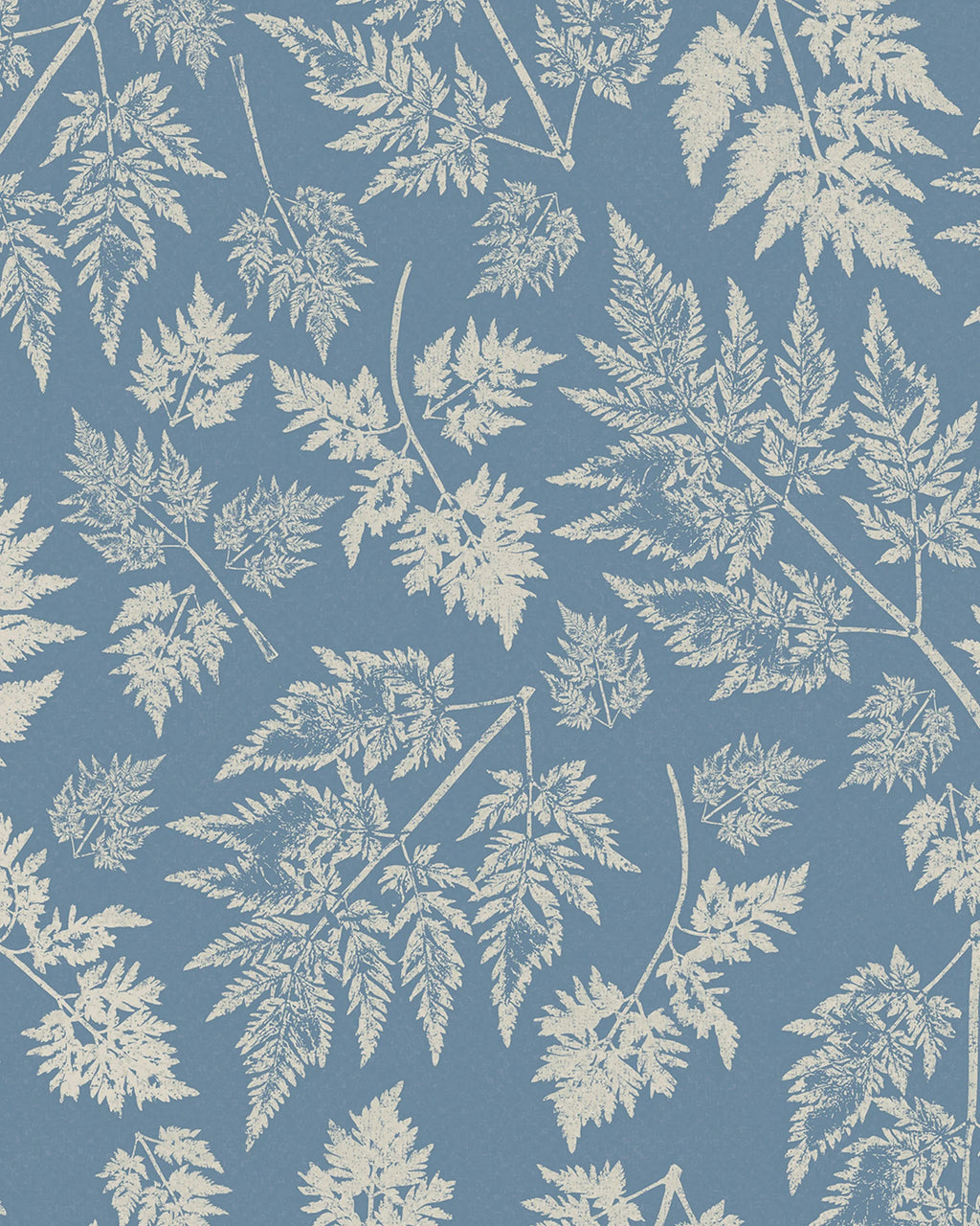 Parsley – Queen Anne's Lace