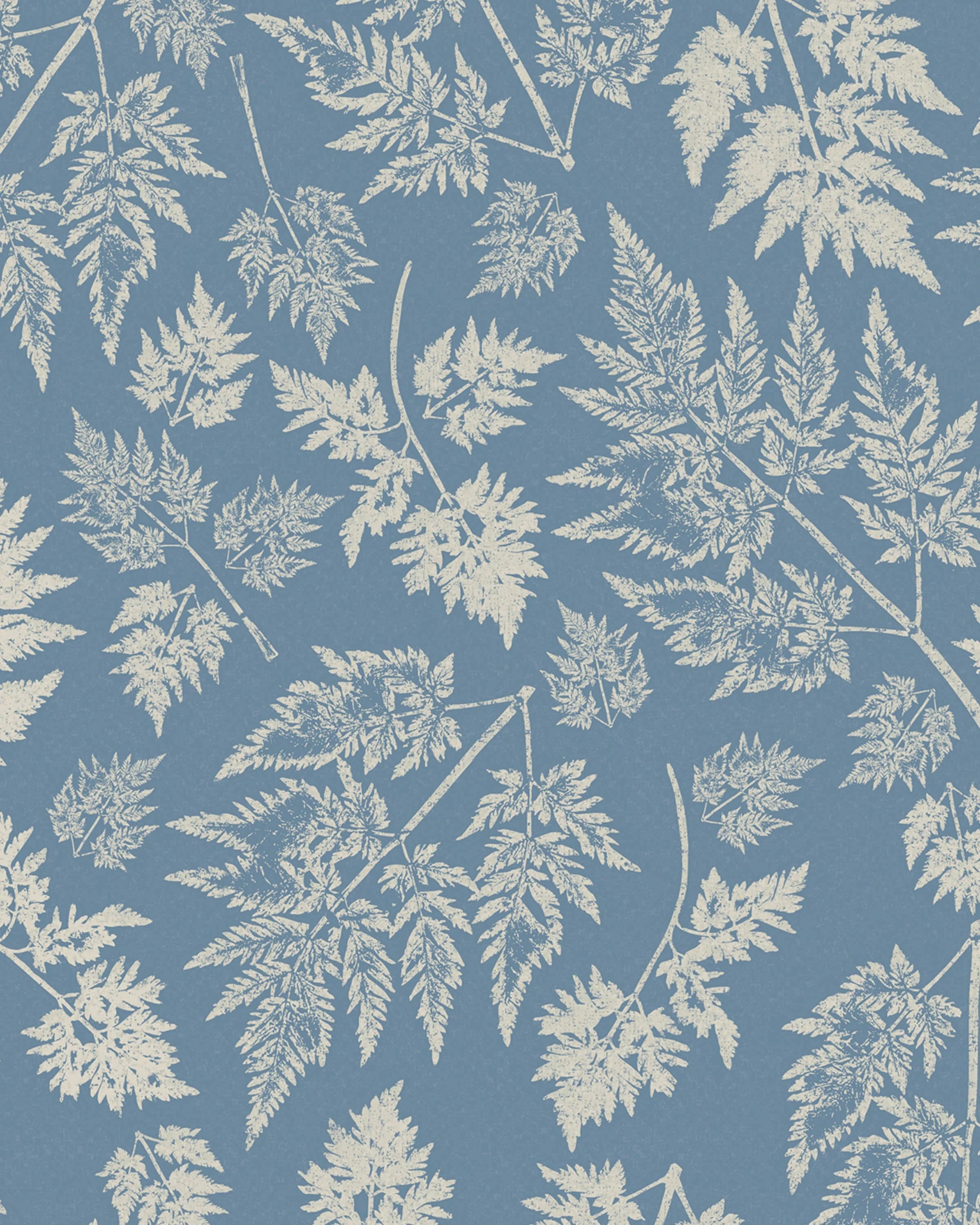 Parsley – Queen Anne's Lace